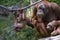 Baby male Sumatran orangutan climbing on ropes with his mother watching