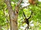 Baby male white-cheeked gibbon in zoo