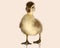 Baby mallard duck