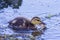 Baby Mallard Duck Foraging