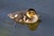 Baby mallard duckling eating in the water in front of its mother