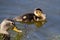 Baby mallard duckling eating in the water in front of its mother