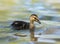 Baby Mallard duckling in softly colored lake waters