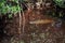 Baby manatee trichechus manatus latirostris