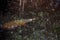 Baby manatee trichechus manatus latirostris