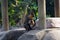 A baby mandrill with her mother mandrill at the zoo.