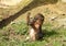 Baby mandrill scratching its hand