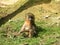 Baby mandrill sitting on the grass while observing other monkeys