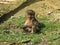 Baby mandrill sitting on the grass while observing surroundings