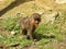 Baby mandrill walking on the grass