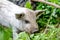 Baby Mangalitsa Piglets on Organic Farm