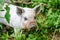 Baby Mangalitsa Piglets on Organic Farm