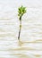 Baby Mangrove growing in nature,Thailand