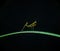 Baby Mantis Yellow Detail