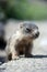 Baby marmot close-up