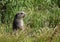 Baby marmot enjoying some late afternoon sun, Olympic National Park, Washington