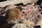 Baby marmot on a rock