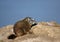 Baby marmot on a rock