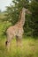 Baby Masai giraffe in grass eyeing camera