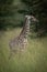 Baby Masai giraffe stands in long grass