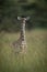 Baby Masai giraffe stands in tall grass