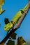 A baby Mediterranean Chameleon (Chamaeleo chamaeleon) slowly moving on a carob tree in Malta