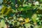 A baby Mediterranean Chameleon (Chamaeleo chamaeleon) slowly moving on a carob tree in Malta