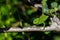 A baby Mediterranean Chameleon (Chamaeleo chamaeleon) slowly moving on a carob tree in Malta