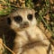 Baby meerkat looking at you