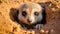 A baby meerkat peeks out of a hole