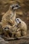 baby meerkat portrait in nature
