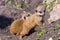 Baby meerkat (Suricata suricatta)