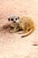 Baby Meerkat Young Pup Mongoose Mammal Vertical