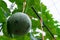 Baby melon rock ball on the tree on the farm