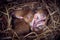 Baby mice sleeping in nest in funny position