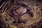 Baby mice sleeping in nest in funny position