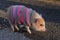 Baby mini pig wearing sweater