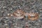 Baby Mojave Rattlesnake - Crotalus scutulatus