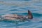 Baby and mom dolphin jumping outside the harbor