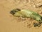 Baby monk seal