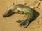 Baby monk seal