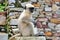 Baby Monkey at the Ancient Ruins of Khumba Palace at Chittorgarh Fort in Rajastan Region, India