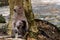 Baby monkey eating milk from the mother. A family of monkeys. The concept of animals at the zoo in Thailand