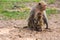 Baby monkey hold the mother mokey breast
