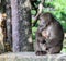 A baby monkey holds tight against his mother new Huang Shang China