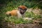 Baby monkey laying in the grass in captivity with red head