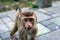 Baby monkey macaca fascicularis crazy portrait