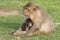 Baby Monkey with Mother Nursing