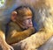 Baby monkey in mother`s arms