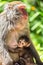 Baby monkey nursing from mother